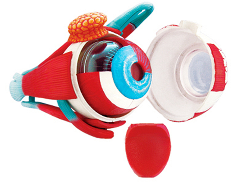 Picture of 4D MASTER puzzle assembled toy human eyeball organ anatomy model medical teaching model