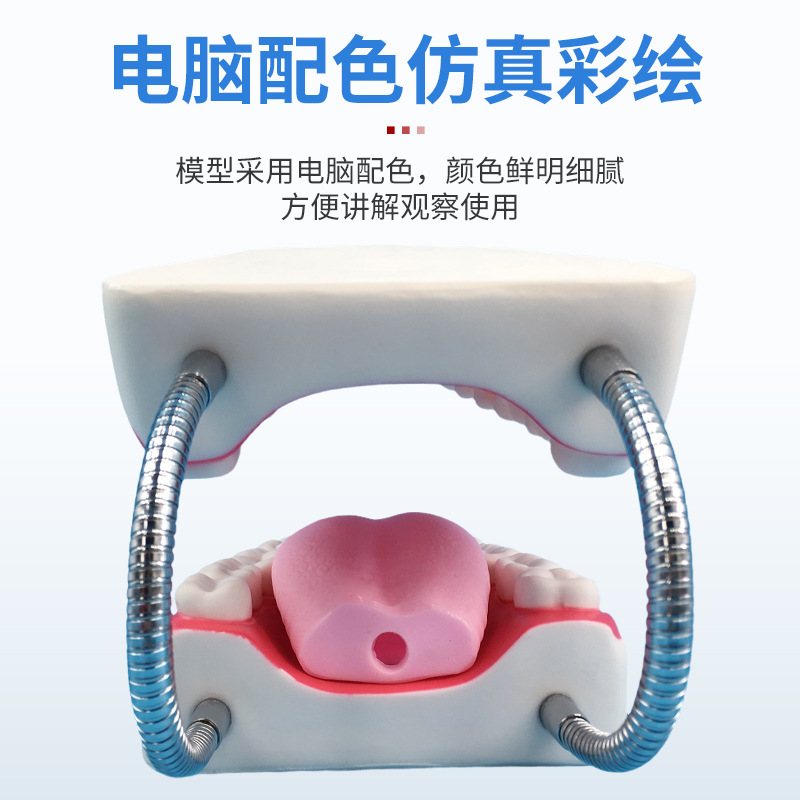 Picture of Dental Care Health Model Large Tooth Cleaning Teaching Mold 6 Times Magnification Oral Care Tooth Model