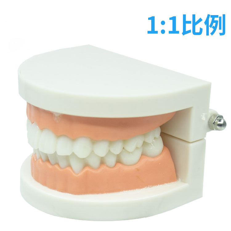 Kindergarten Brushing Teaching Tooth Model Adult Tooth Display Model Practical Practice Model Teaching Aids