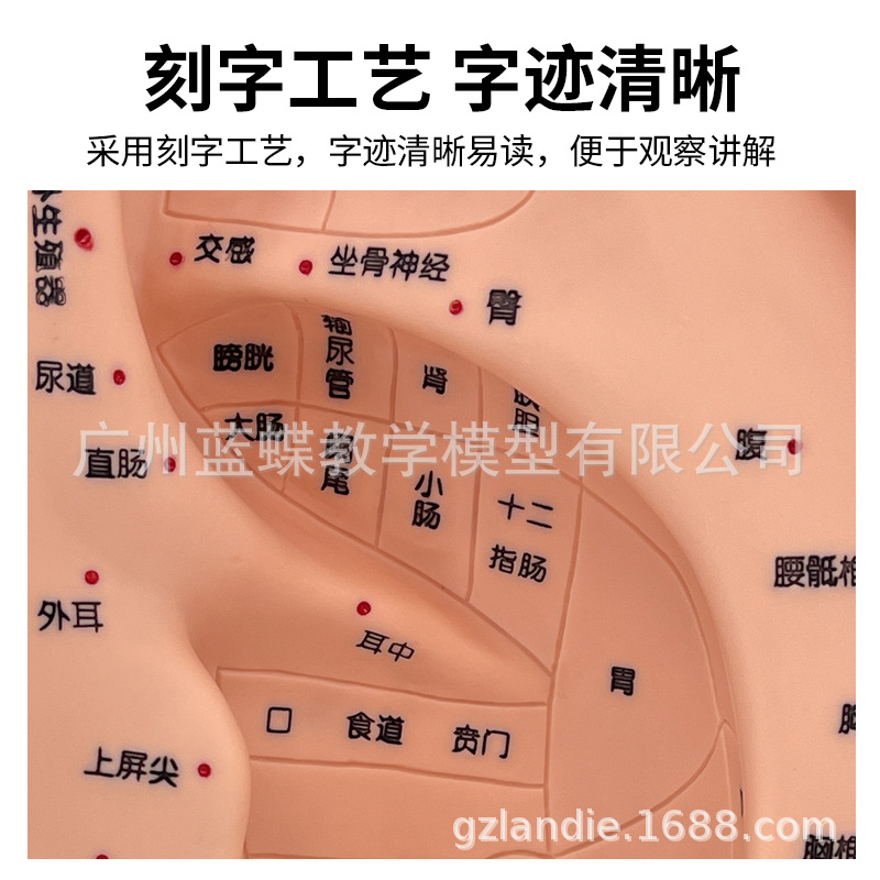 Picture of 22cm Large Ear Model/Ear Massage Model/Ear Reflection Area Acupoint/Ear Acupoint Model with Base Ears