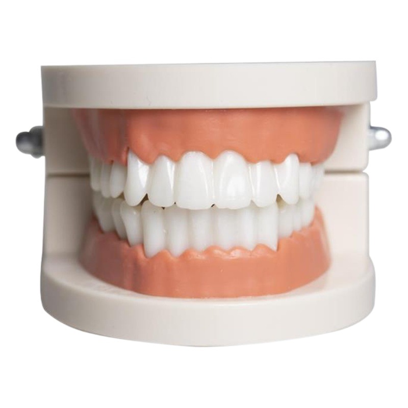 Dental resin practice dental model kindergarten brushing model health care dental teaching dental model