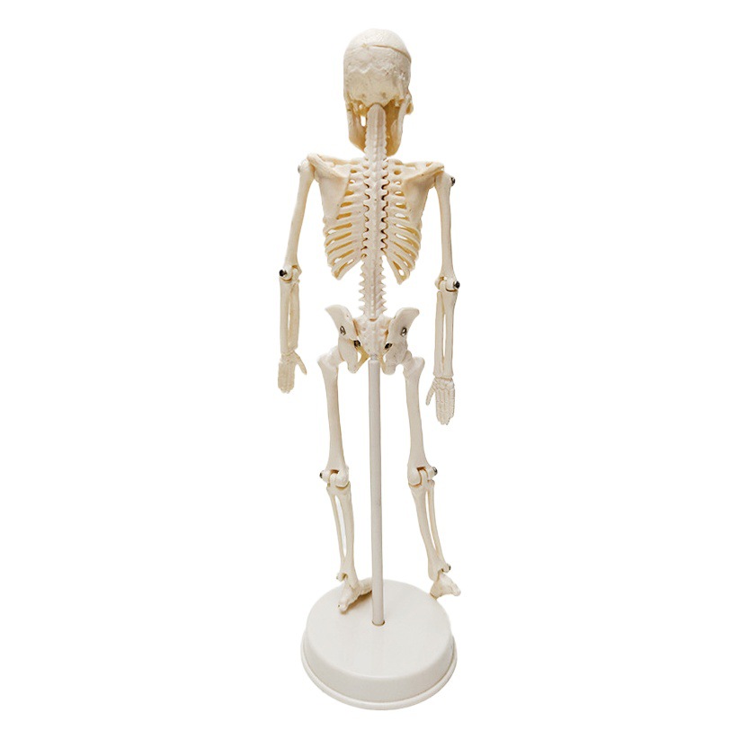 Skeleton Model 20cm Size Skeleton Human Body Detachable for Medical Performance Model Human Bone Anatomy Model