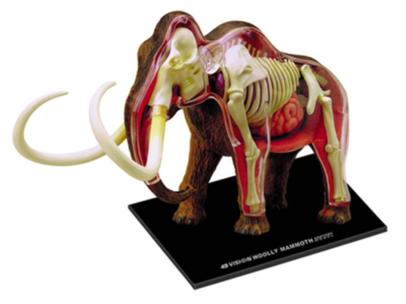 4D MASTER puzzle assembled toy animal mammoth organ anatomy medical teaching model