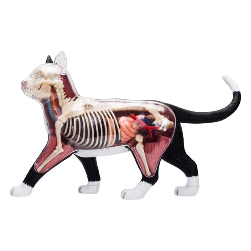 4D MASTER puzzle assembled toy animal black and white cat organ anatomy medical teaching model
