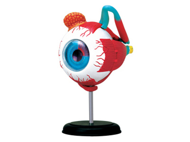 4D MASTER puzzle assembled toy human eyeball organ anatomy model medical teaching model