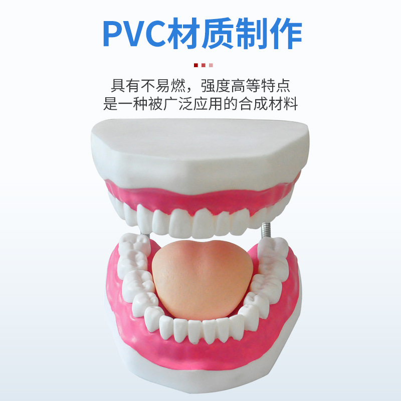 Picture of Dental Care Health Model Large Tooth Cleaning Teaching Mold 6 Times Magnification Oral Care Tooth Model