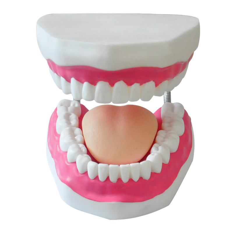 Picture of Dental Care Health Model Large Tooth Cleaning Teaching Mold 6 Times Magnification Oral Care Tooth Model