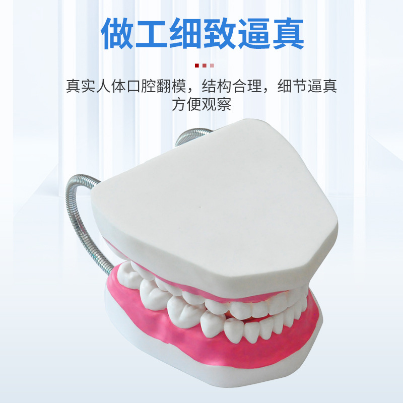 Picture of Dental Care Health Model Large Tooth Cleaning Teaching Mold 6 Times Magnification Oral Care Tooth Model