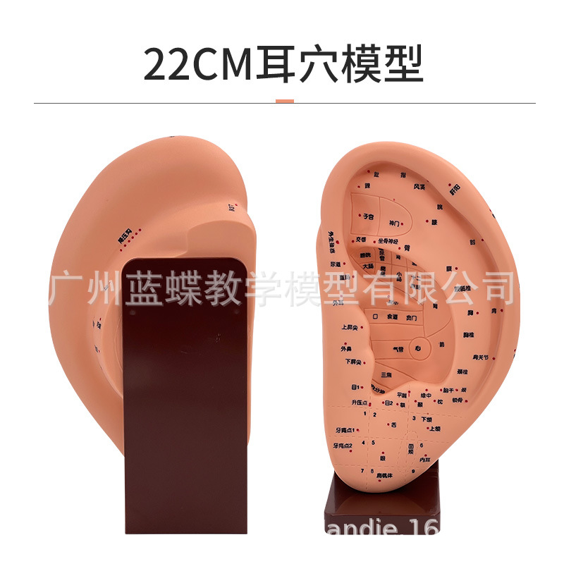 22cm Large Ear Model/Ear Massage Model/Ear Reflection Area Acupoint/Ear Acupoint Model with Base Ears