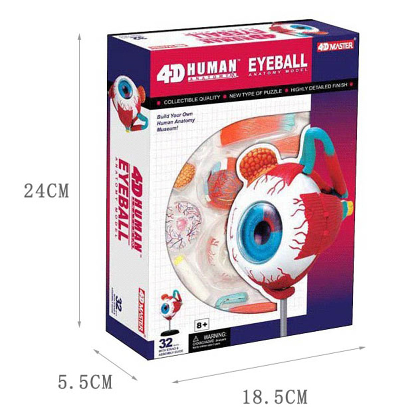 Picture of 4D MASTER puzzle assembled toy human eyeball organ anatomy model medical teaching model