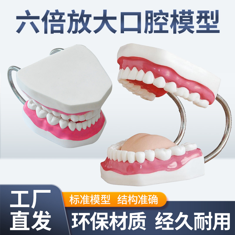 Dental Care Health Model Large Tooth Cleaning Teaching Mold 6 Times Magnification Oral Care Tooth Model
