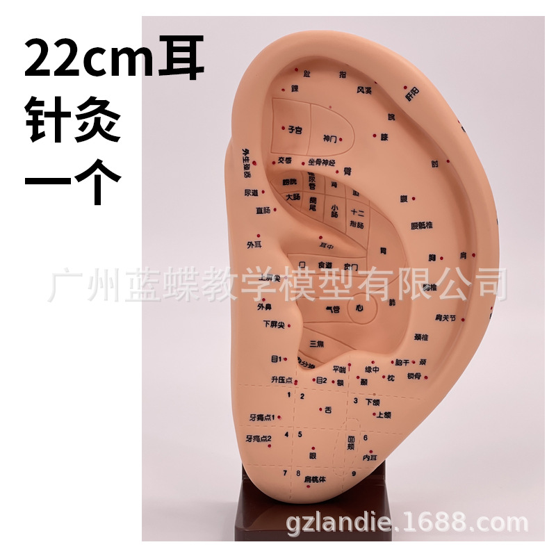 Picture of 22cm Large Ear Model/Ear Massage Model/Ear Reflection Area Acupoint/Ear Acupoint Model with Base Ears
